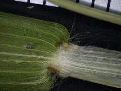 northern witchgrass thumbnail 4
