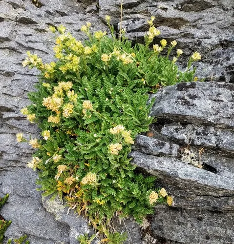 Elegant Polemonium