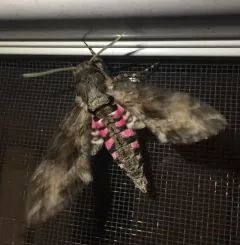 Pink-spotted Hawkmoth thumbnail 4