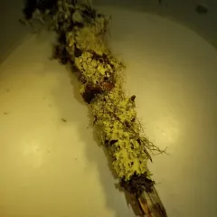 Eastern Candlewax Lichen thumbnail 3
