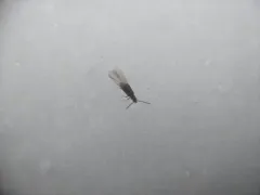 winter rove beetle thumbnail 2