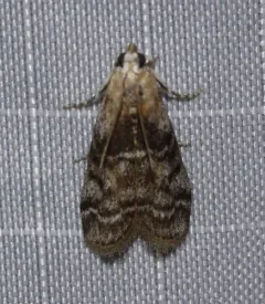 Viburnum Glyptocera Moth thumbnail 4