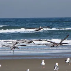 Brown Pelican thumbnail 2