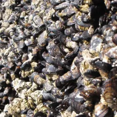 California Mussel thumbnail 1