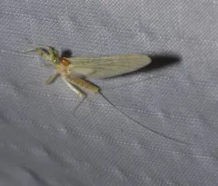 Maccaffertium ithaca thumbnail 2