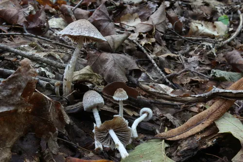 Psathyrella mucrocystis