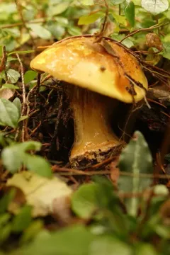 Calonarius aureofulvus thumbnail 4