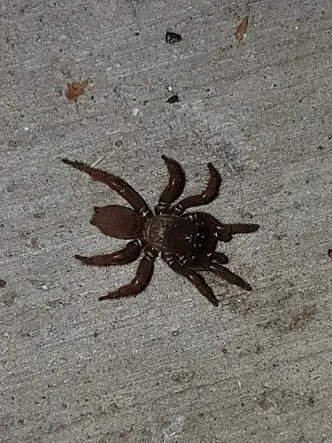 Antrodiaetus hageni