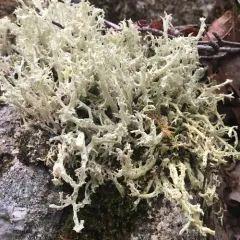 Fishnet Cladonia thumbnail 3