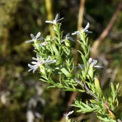 white heath aster thumbnail 2