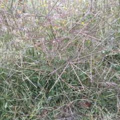 Hairy Crabgrass thumbnail 2