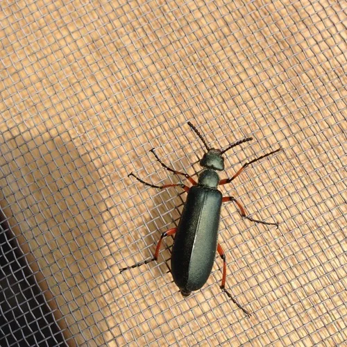 Say's Blister Beetle