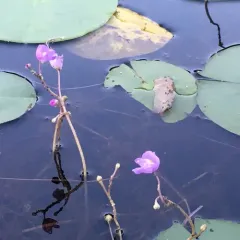 Purple Bladderwort thumbnail 2