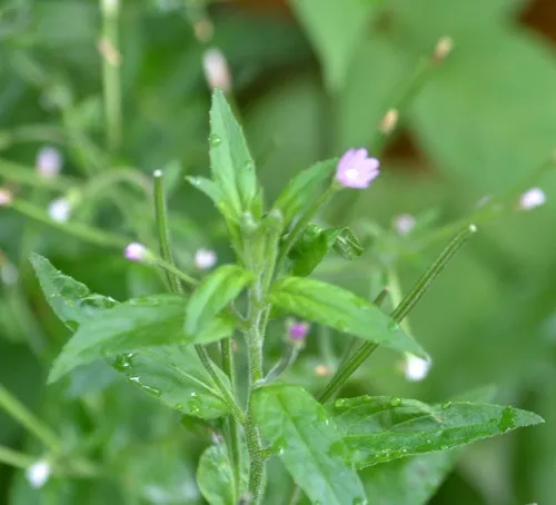 Hoary Willowherb