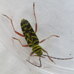 Locust Borer thumbnail 3