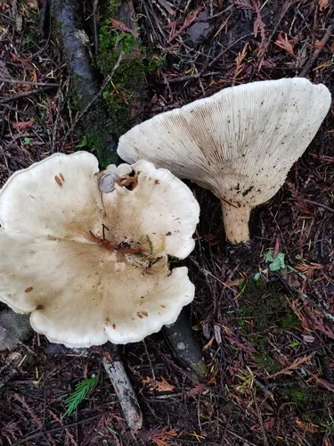 Giant Funnel