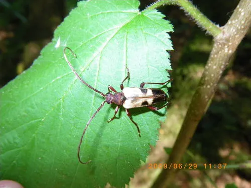 Dorcasina matthewsii