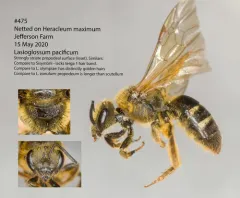 Pacific Sweat Bee thumbnail 3