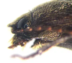 Melanotus decumanus thumbnail 2