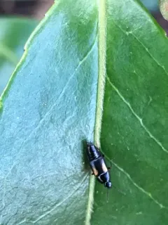 Tachinus subterraneus thumbnail 2