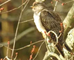 Common Cuckoo thumbnail 4