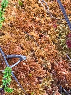 Austin's Sphagnum thumbnail 1