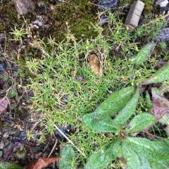 Procumbent Pearlwort thumbnail 2