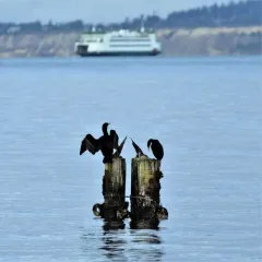 Pelagic Cormorant thumbnail 4