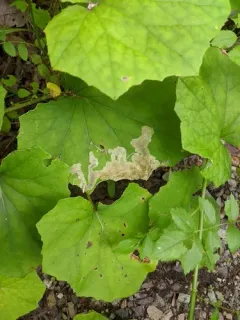 Coltsfoot Fly thumbnail 1