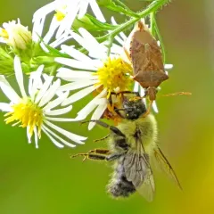 Spined Soldier Bug thumbnail 1