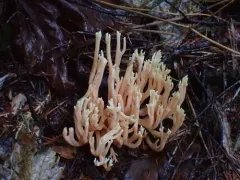 Ramaria conjunctipes thumbnail 4
