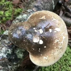 birch polypore thumbnail 4
