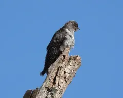Common cuckoo