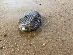 Striped Burrfish thumbnail 2