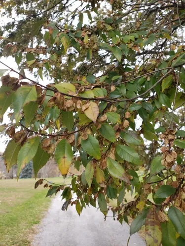 Chinese elm