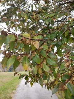 Chinese elm thumbnail 1
