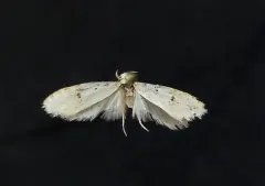 Exaeretia nivalis thumbnail 2