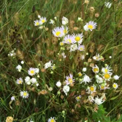 daisy fleabane thumbnail 3