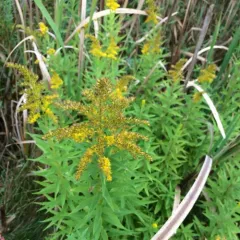Canada goldenrod thumbnail 2