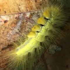 Definite Tussock Moth thumbnail 4