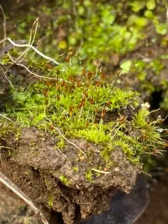 Green-tufted Stubble Moss thumbnail 4
