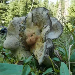 Polyporoletus sylvestris thumbnail 4