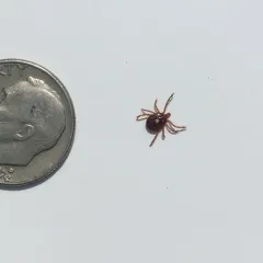 Lone Star Tick thumbnail 2