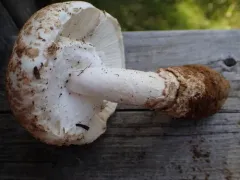 Amanita alpinicola thumbnail 2