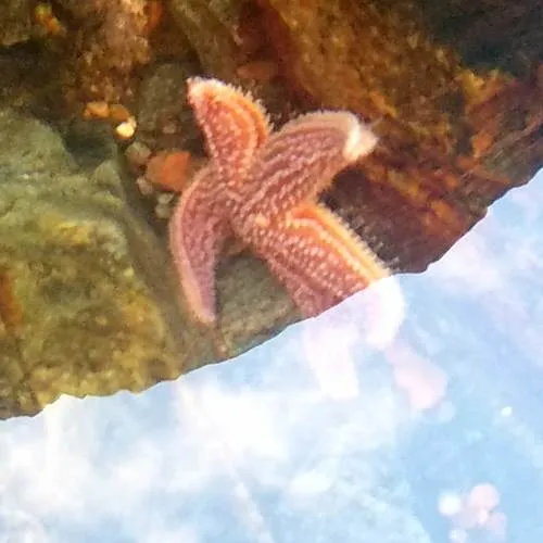 Common Sea Star