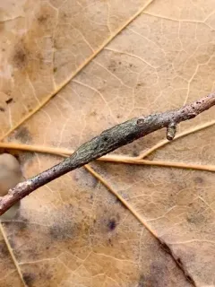 Neolasioptera linderae thumbnail 3