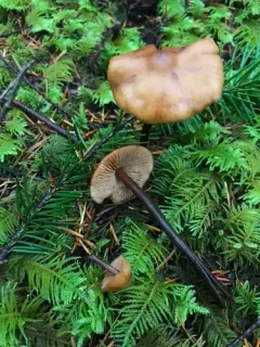 Phaeocollybia attenuata thumbnail 2