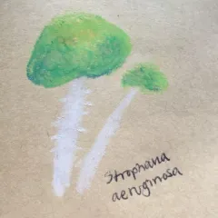 Verdigris Agaric thumbnail 2