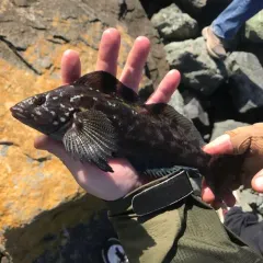 Kelp Greenling thumbnail 2