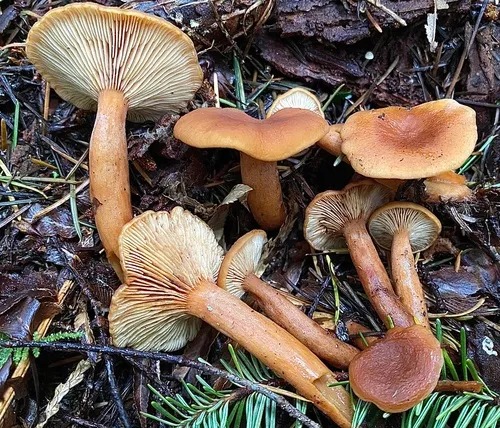 Candy Cap